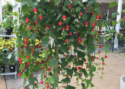 蔓性风铃花，室内长出小灯笼！