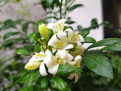 大门口可以养什么香味很浓花？