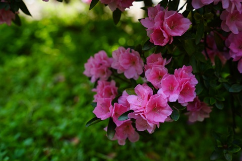 DSC04726.jpg